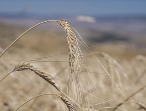 Buğdayın Soğuktan Etkilenmemesi İçin “Gübrelemeye Dikkat Edin” Tavsiyesi