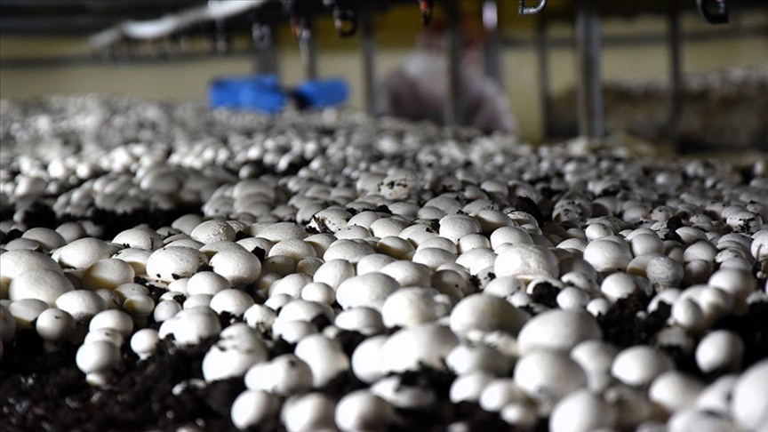 thumbs b c cb59aceee3f3b11edfccba61e2784132