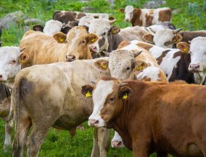 Çiftçilere Yaklaşık 4 Milyar Liralık Hayvancılık Destekleme Ödemesi Yapılacak