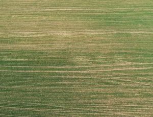 Tarım Uzmanları Uyarıyor: Kuraklık Buğday Üretimini Tehdit Ediyor