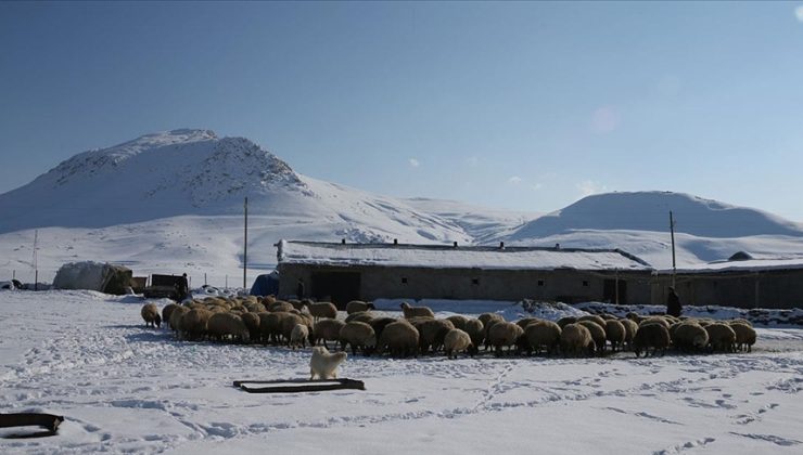 3 Yılda Besicilere 165 Bin Koyun Desteği Verildi
