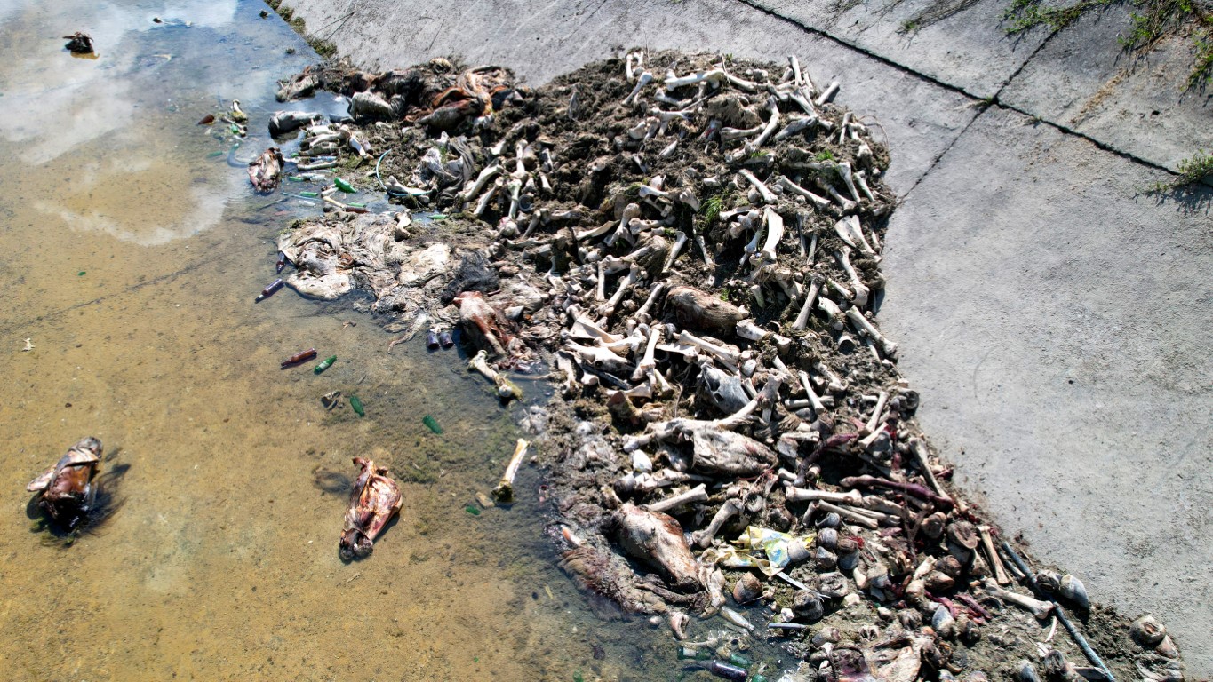ADANA'DA YÜZLERCE AT VE EŞEK ETİ KEMİĞİ BULUNDU SULAMA KANALINDA AT VE EŞEK ETİ KALINTILARI BULUNDU ÇEVRE SAKİNLERİNDEN İSMAİL YILDIZ: "BÖYLE DURUMLAR ADANA'NIN DEĞERİNİ DÜŞÜRÜYOR"