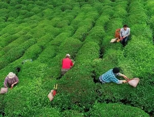 Çay Üreticilerine 363,6 Milyon Lira Destek Ödemesi Bugün Yapılacak