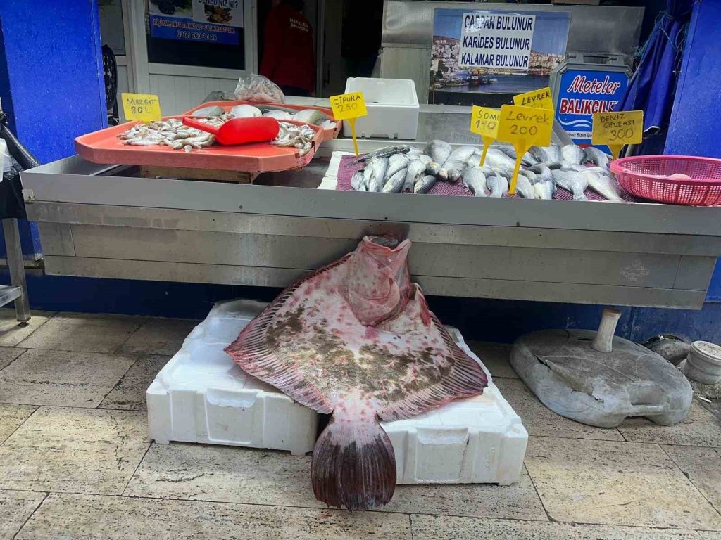 SİNOP’TA DEV KALKAN BALIĞI 11 BİN 500 LİRA