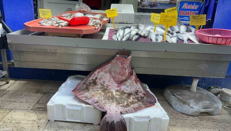 Sinop’ta Balıkçılar Tarafından Tututlan Dev Kalkan Balığı Rekor Fiyata Satıldı