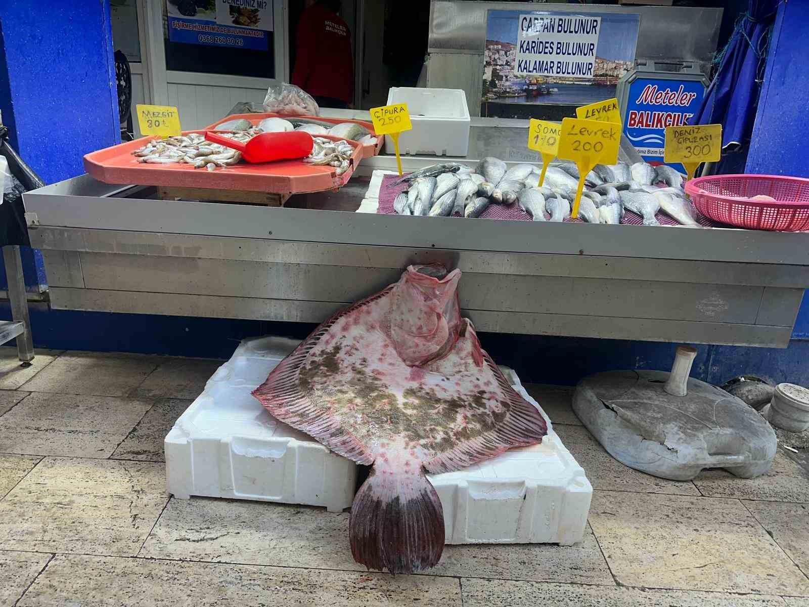 SİNOP’TA DEV KALKAN BALIĞI 11 BİN 500 LİRA