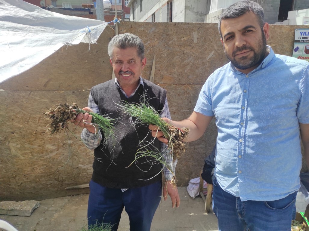 'ZUZUBAK' OTUNUN FİYATINI DUYAN DÖNÜP BİR DAHA BAKIYOR: KİLOSU 5 BİN LİRADAN ALICI BULUYOR