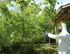 Ordu’da Kahverengi Kokarca Zararlısına Karşı Fındık Bahçeleri İlaçlanıyor