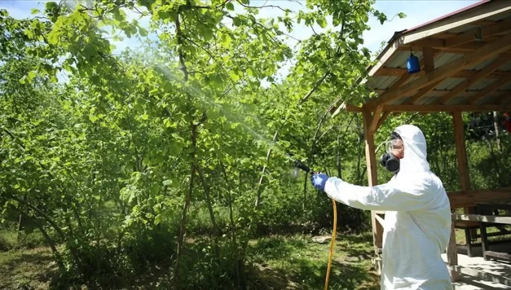 Ordu’da Kahverengi Kokarca Zararlısına Karşı Fındık Bahçeleri İlaçlanıyor