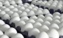 Yumurta Fiyatları “Mayıs Çukuru”na Yuvarlandı