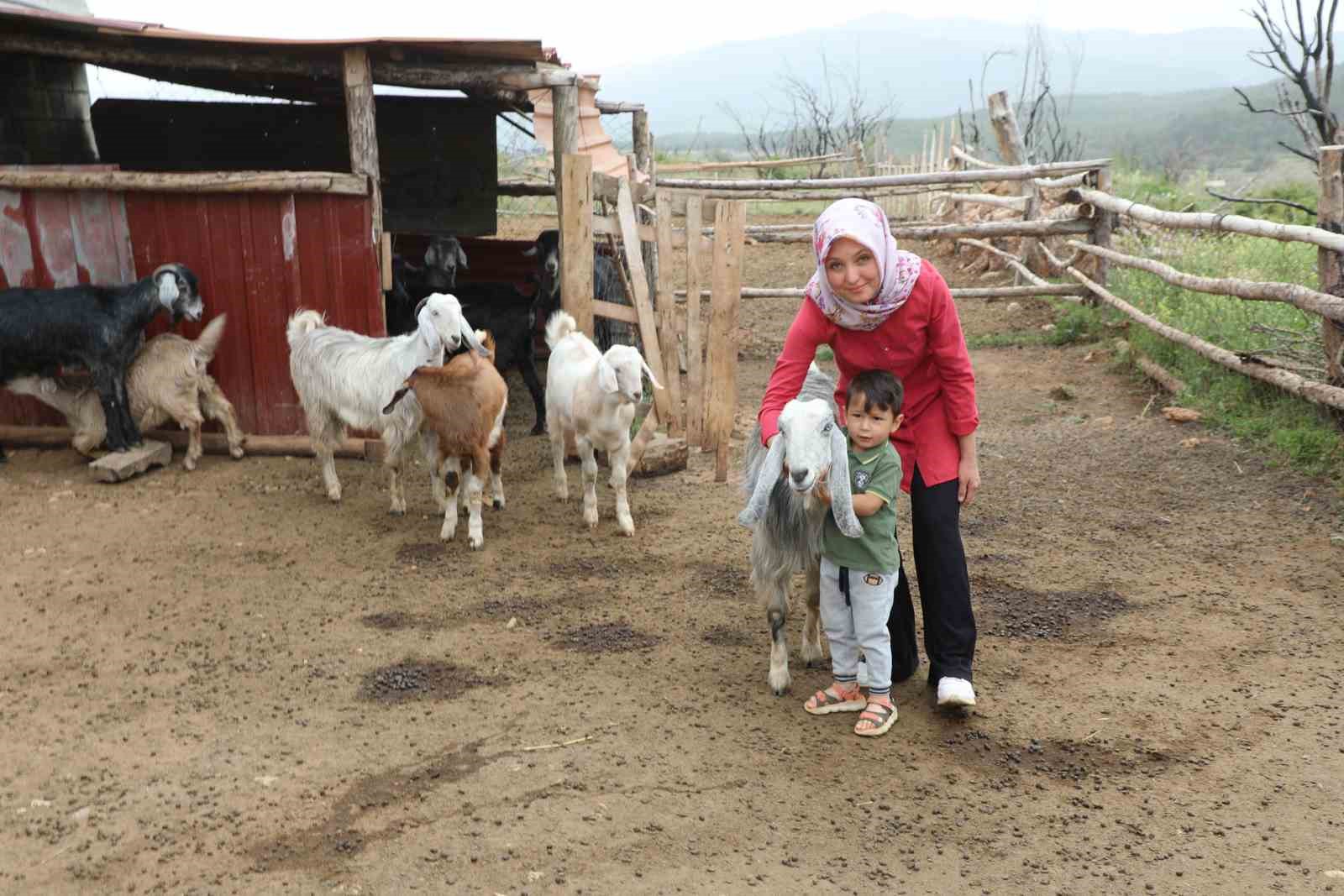 MUĞLA BÜYÜKŞEHİR ‘KIL KEÇİSİ PROJESİ’ MEYVELERİNİ VERMEYE BAŞLADI MUĞLA BÜYÜKŞEHİR BELEDİYESİ ‘KIL KEÇİSİ’ PROJESİ TÜM İLÇELERDE MEYVELERİNİ VERMEYE, KADIN ÜRETİCİLERE KAZANDIRMAYA DEVAM EDİYOR.