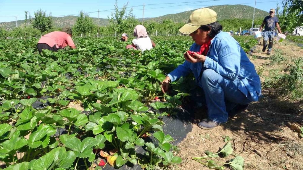 5 DÖNÜMLE BAŞLADI SİPARİŞLERE YETİŞEMİYOR