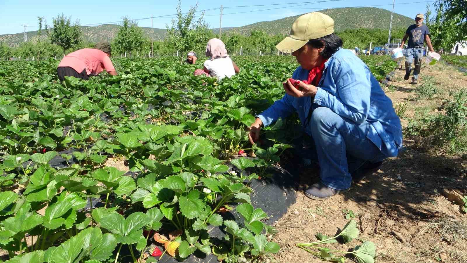 5 DÖNÜMLE BAŞLADI SİPARİŞLERE YETİŞEMİYOR