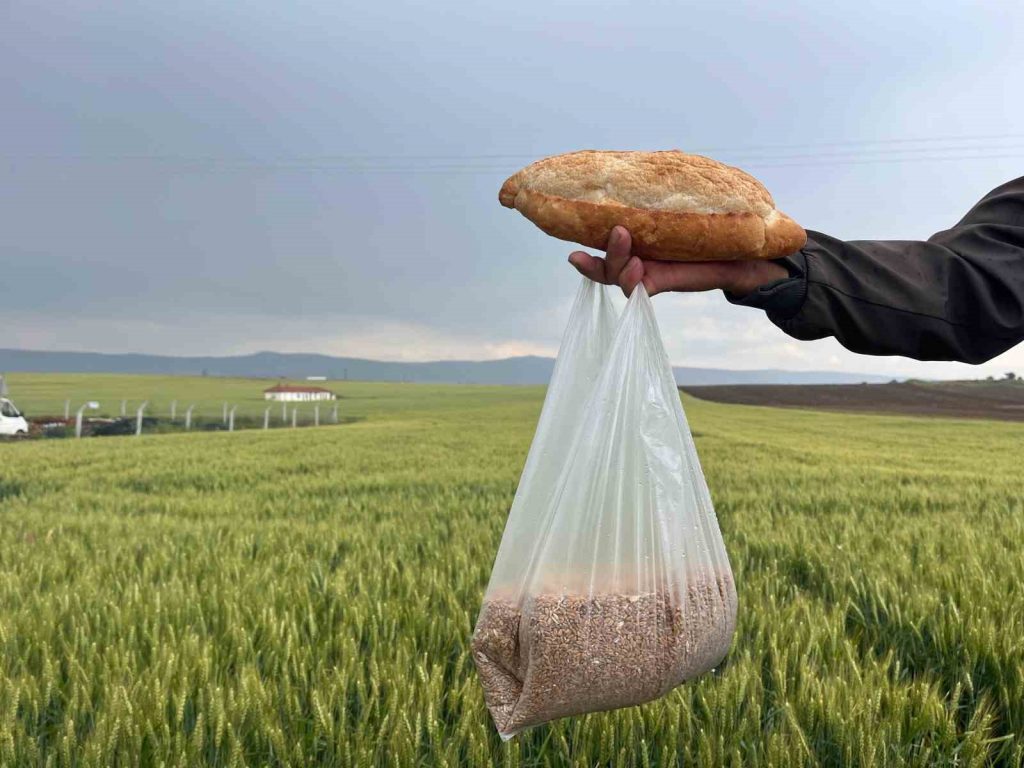 ÇİFTÇİNİN 1 KİLOGRAM BUĞDAYI 1 EKMEK ETMİYOR ESKİŞEHİR’DE ÇİFTÇİLER YENİ BUĞDAY FİYATININ AÇIKLANMASINI BEKLİYOR EKMEĞİN 10 TL, BUĞDAYIN İSE KİLOSUNUN 8 TL OLUŞU ÇİFTÇİYİ DÜŞÜNDÜRÜYOR YEŞİL SAKARYA ÜRETİCİLER BAŞKANI SÜLEYMAN BULUŞAN: “EKMEK BİR YILDA 3 DEFA ZAMLANDI, ÜRETİCİ YILDA BİR DEFA ÜRETTİĞİ ÜRÜNÜ NEDEN YENİ FİYATINI ALAMIYOR?” “ÜRETİCİ HAKKINI, ALNININ TERİNİ ALABİLMELİ”