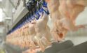 Tavuk Eti Üretimi Martta Aylık Yüzde 1,6, Yıllık Yüzde 2,7 Arttı