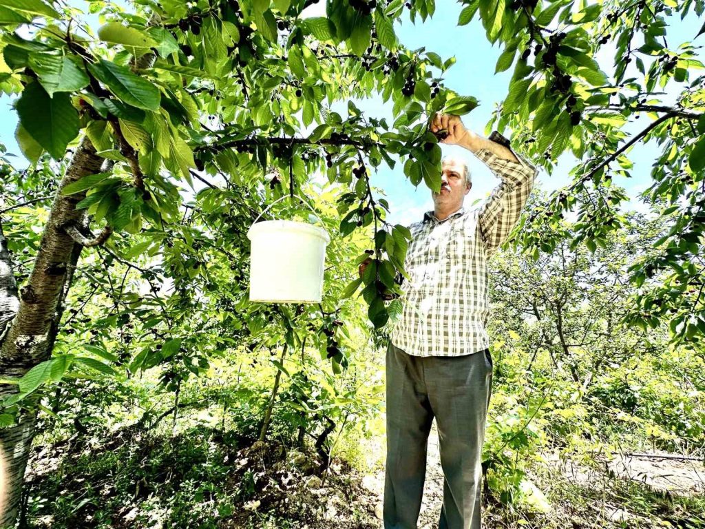 KİRAZ ÜRETİCİSİ GÜNLÜK 2 BİN TL'YE İŞÇİ BULAMIYOR MALATYA'NIN MEŞHUR YEŞİLYURT DALBASTI KİRAZINDA HASAT DÖNEMİ BAŞLADI