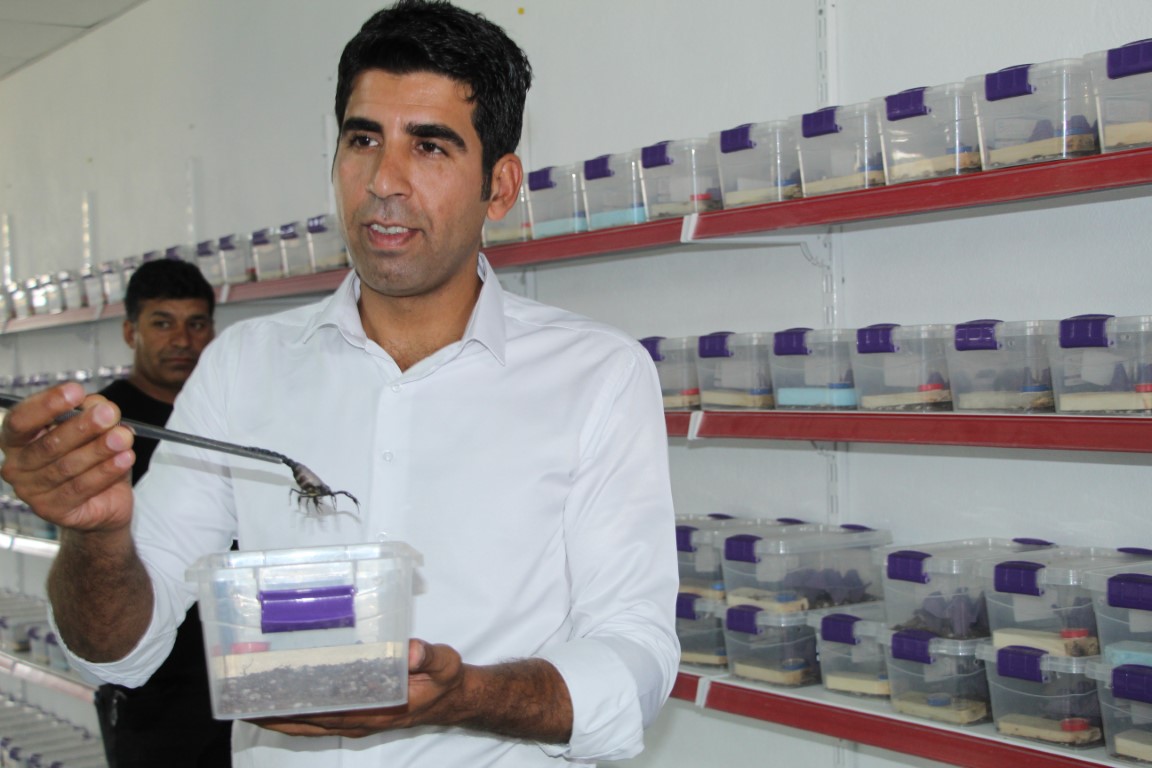 OKUDUĞU MAKALE İLE ZEHİR ÜRETMEYE BAŞLADI AKREP ZEHRİNİ TIBBİ AMAÇLI KULLANIYOR AKREP ÜRETİCİSİ RIDVAN KURT: "YILAN, ÖRÜMCEK VE AKREP ZEHRİNDEN OLUŞTURULABİLECEK BİR VENOM BANKASI OLUŞTURMAK İSTİYORUM"
