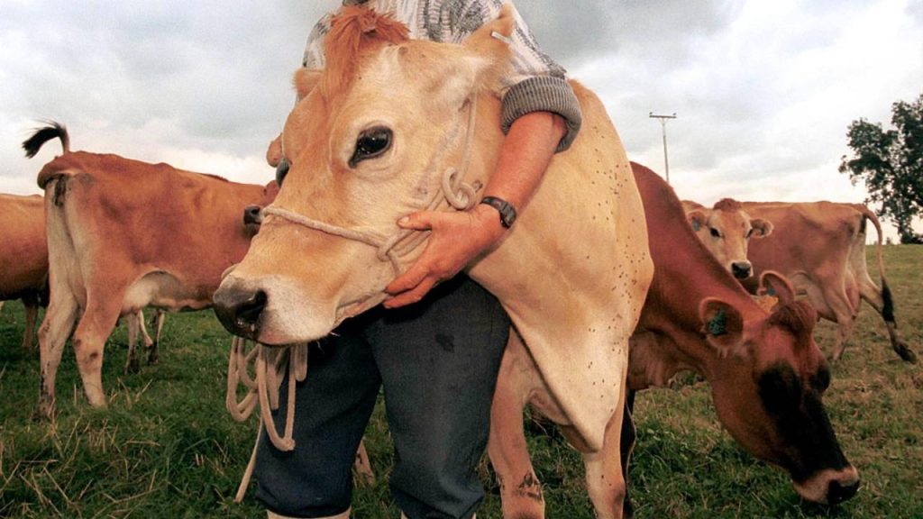 farm animals denmark reuters 2248036