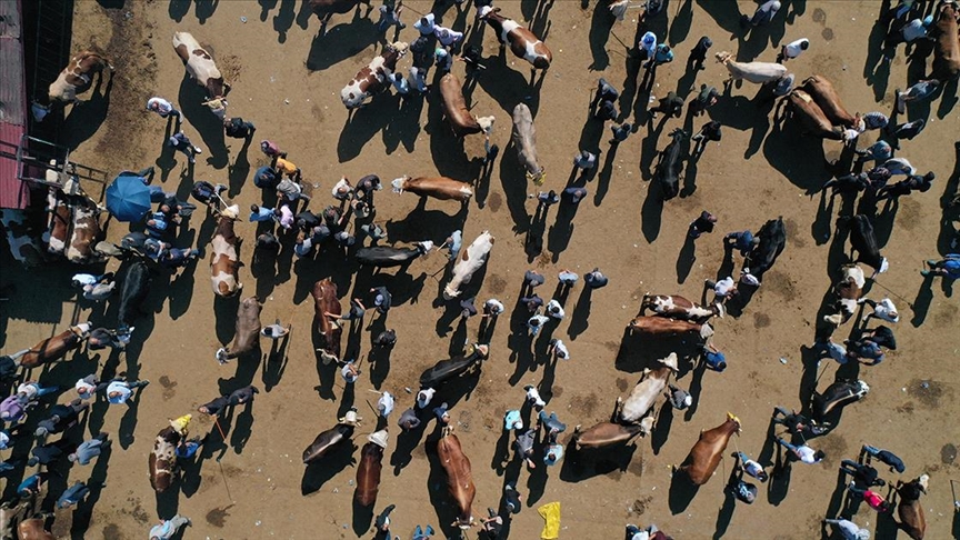 thumbs b c ab9848a5411c7cb36d2c790a55d8f9ac