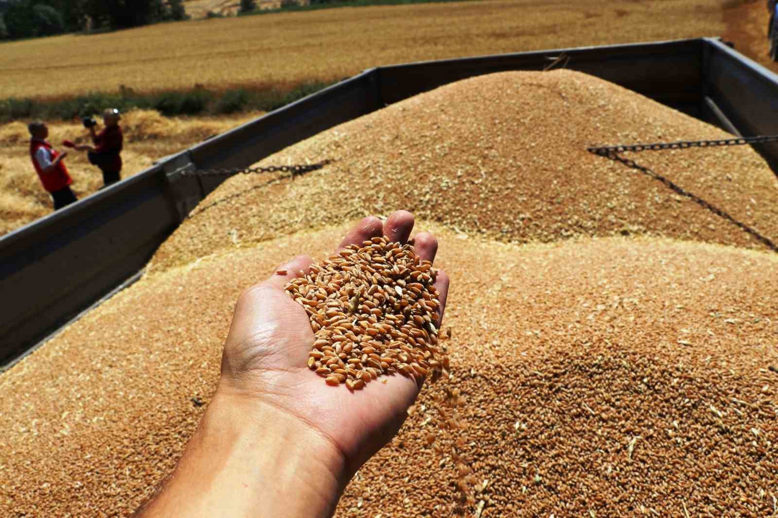 KURAKLIĞA RAĞMEN ÜRÜN REKOLTESİNDE ARTIŞ SAMSUN’DA ARPA, BUĞDAY VE KANOLA HASADI DEVAM EDİYOR