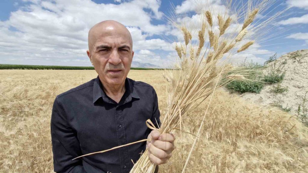 HUBUBATTAKİ REKOLTE DÜŞÜKLÜĞÜ ÇİFTÇİNİN YÜZÜNÜ GÜLDÜRMÜYOR ZİRAAT ODASI BAŞKANI MEHMET BAYRAM: “1 MİLYON DEKARIN ÜZERİNDE HUBUBAT EKİMİ OLAN KARAMAN’DA YÜZDE 30 REKOLTE KAYBI VAR”