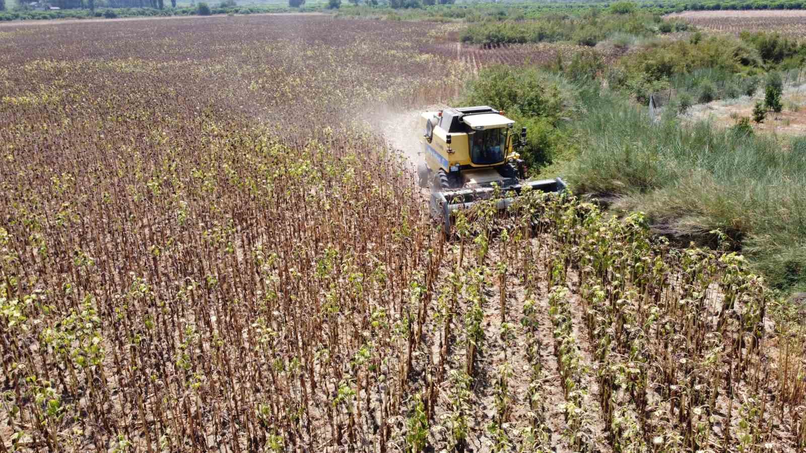 KURAKLIK AYÇİÇEĞİ REKOLTESİNİ YÜZDE 50'DEN FAZLA DÜŞÜRDÜ