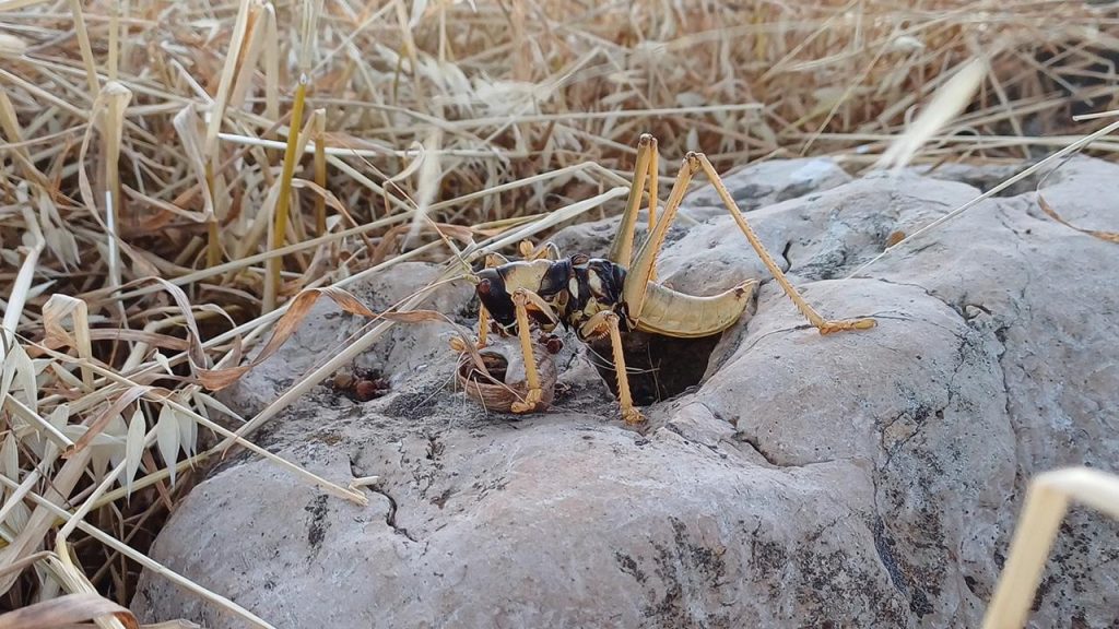 etcil cekirge aa 2251418