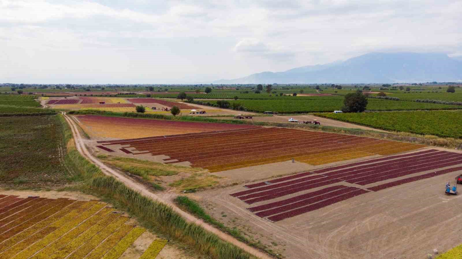 TARİŞ ÜZÜM FİYATLARINI AÇIKLADI TARİŞ KURU ÜZÜMÜN KİLOGRAMINI 100 TL'DEN ALACAĞINI AÇIKLADI