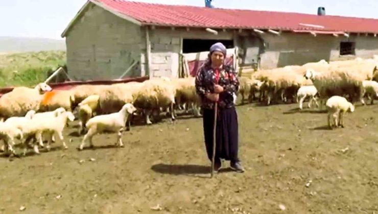 Kadın Çiftçilere Gebe Koyun Dağıtılacak