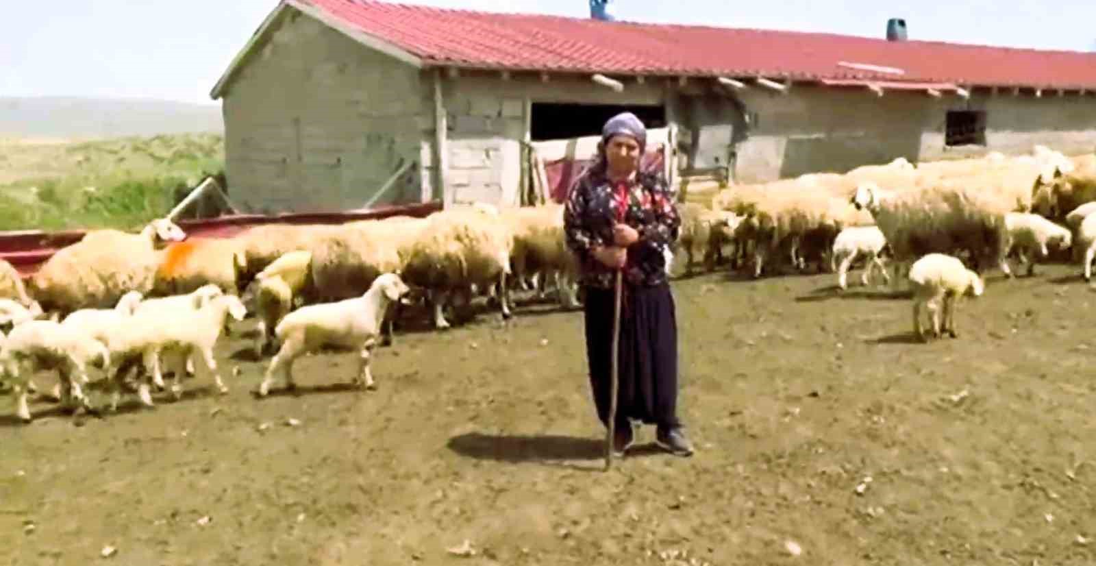 HONAZ BELEDİYESİ KADIN ÇİFTÇİLERE GEBE KOYUN DAĞITACAK