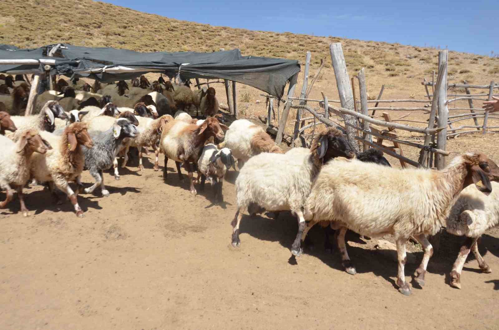 HAYVAN YETİŞTİRİCİLERİNİN 'ARACI' TEPKİSİ YETİŞTİRİCİLER YAYLADA SATTIKLARI ETİN 320 TL OLDUĞUNU ANCAK MARKETTE BUNUN 600 TL ÜZERİNDE SATILDIĞINI BELİRTEREK, KAZANCI ARACILARIN SAĞLADIĞINI İFADE ETTİLER MALATYA'DA YAYLADA KÜÇÜKBAŞ HAYVAN YETİŞTİRİCİLERİNİN ZORLU MESAİSİ BAŞLADI
