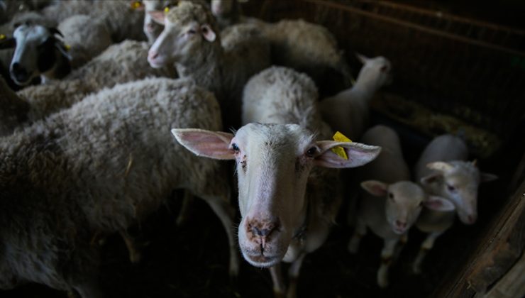 Küçükbaş Hayvancılık Desteklerinden 300 Bin Yetiştiricinin Faydalanması Bekleniyor