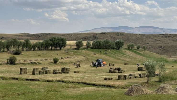 Ağrı’da Çiftçiler Hayvanlarının Kışlık Yem İhtiyacını Karşılamak İçin Yoğun Mesaide