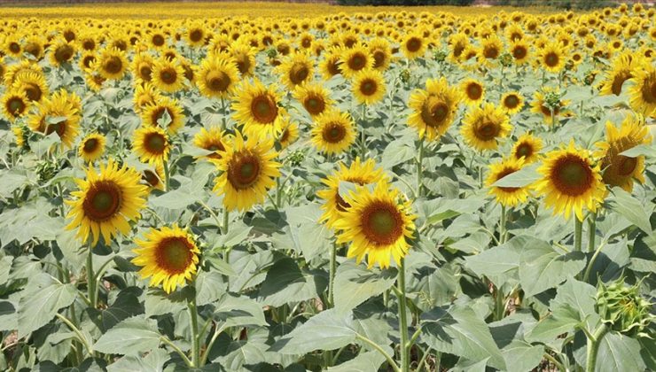Yağlık Ayçiçeği Tohumu ve Ham Ayçiçeği Yağı İthalatında Açılan tTrife Kontenjanının Esasları Belirlendi