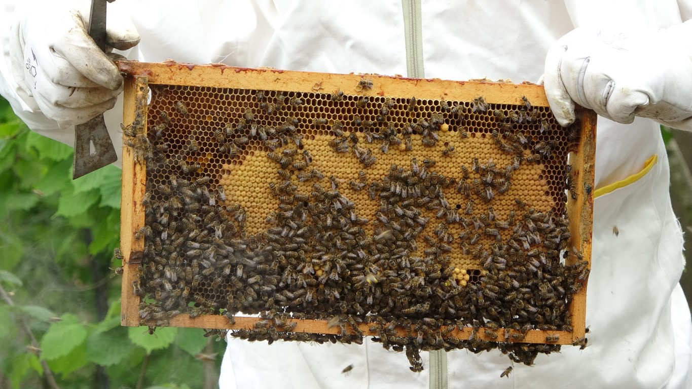 1 KİLO BALIN ARICIYA MALİYETİ 128 TL: 250 LİRADAN UCUZ OLAN ÜRÜNLER BAL DİYE SATIN ALINMAMALI