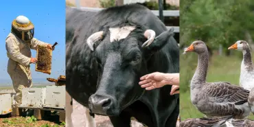 en cok kazandiran 5 hayvancilik sektoru 0o5r