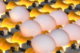 thumbs b c 0230ededb9e0ece631a053b85fdf39df