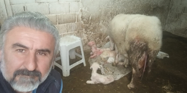 DÖRDÜZ DOĞURAN KOYUN SAHİBİNİ SEVİNDİRDİ