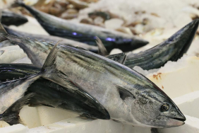 balik-palamut-a-1944908