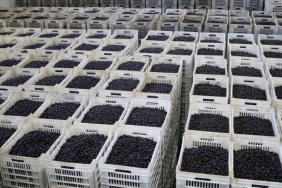 thumbs_b_c_34246578857aae514c6254b80d03159f