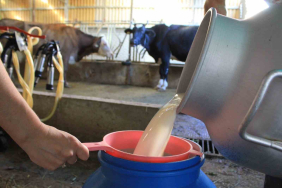 ÇİĞ SÜT 17,15 LİRA OLDU, BİRLİKLER BELİRSİZLİKLERİ ÇÖZMEYE ÇALIŞIYOR