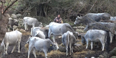 bursada-soylari-750-yila-dayanan-safkan-hayvanlari-kursuna-dizdiler-17366622384540