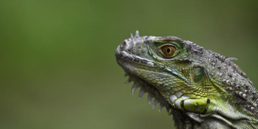 iguana-afp-2325885_2
