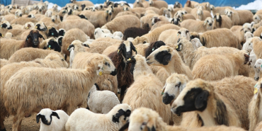 thumbs_b_c_1135073e1252fd56d2c3175edc92a509