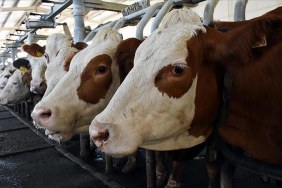 thumbs_b_c_92d6f6138e7892bc34c26fba3dade4e8