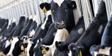 eskisehirde-hayvanciliga-destek-projesine-rekor-basvuru-eskisehirekpres-4325