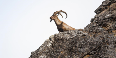 thumbs_b_c_0d5834e10045a5b6cd32151b5ccd4146