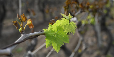 thumbs_b_c_1a4cb8c199ab43c12cd21d1ed4bc4ddb