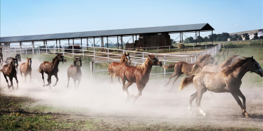 thumbs_b_c_8f6c32a181ec1a0837e805711cc52f80