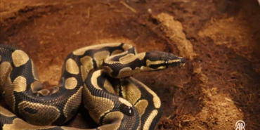 thumbs_b_c_aff115adee0a285d2ba72fa59c77dc6d